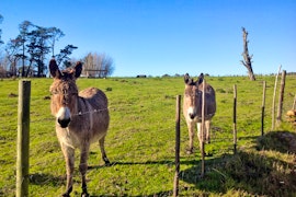 Overberg Accommodation at Overberg Gems - The Little Farmhouse | Viya