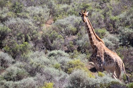 Western Cape Accommodation at Phumelela Game Farm | Viya