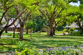 Kiepersol Accommodation at Cambalala Bushveld Retreat | Viya