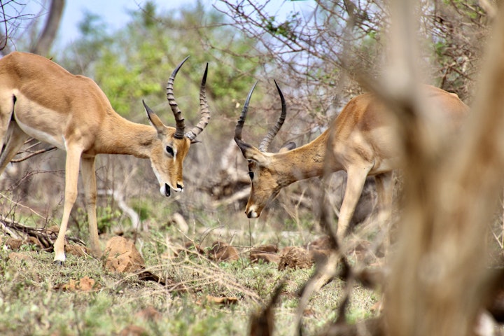 Kruger National Park South Accommodation at Jackals Dream | Viya