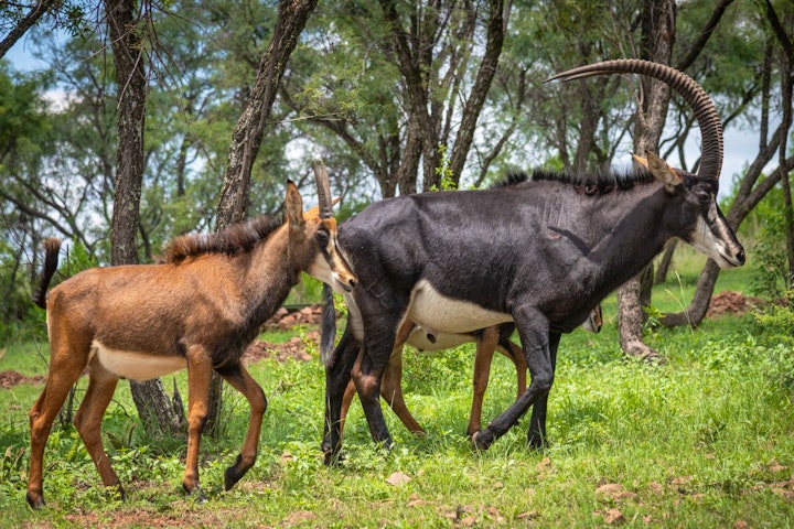 Gauteng Accommodation at Kudu Plains Bush Retreat | Viya