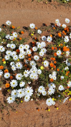 Namaqualand Accommodation at Lucas Family Cottage @ Kamieskroon Cosy Cottages | Viya