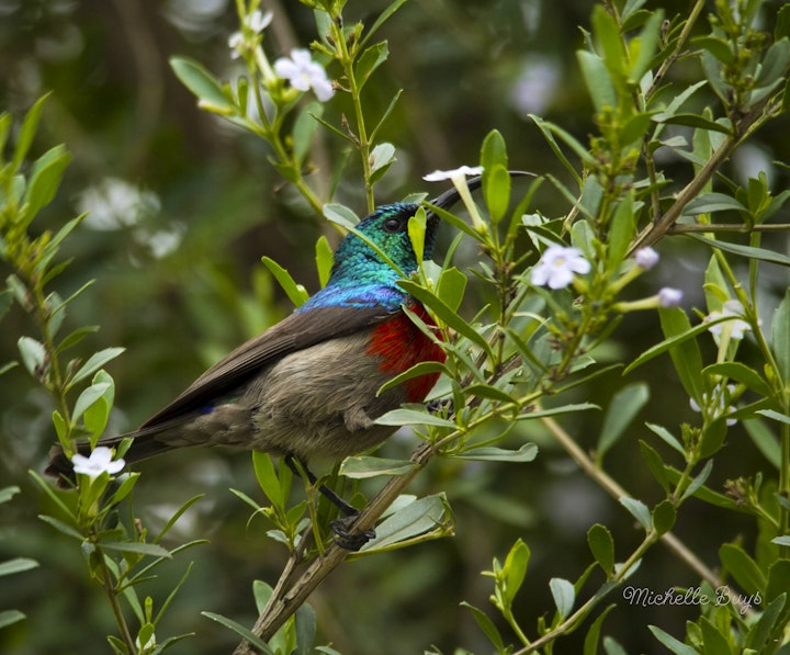 KwaZulu-Natal Accommodation at Leopard's Lair | Viya