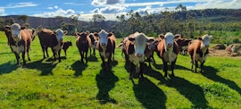 Overberg Accommodation at Magdala Guest Farm | Viya