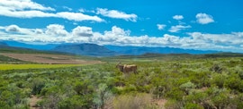 Western Cape Accommodation at Phumelela Game Farm | Viya