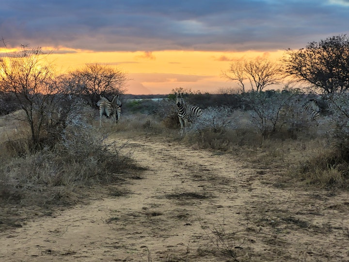 Mpumalanga Accommodation at Buffaloland Safaris - Motlala Lodge | Viya