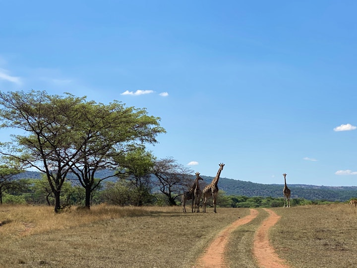 Waterberg Accommodation at Rietfontein Guest & Safari Lodge | Viya