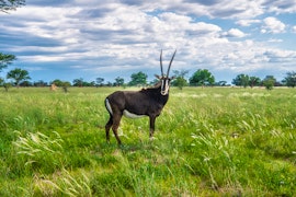 Namibia Accommodation at Farmstay Okakeua | Viya