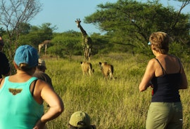 Kruger To Canyons Accommodation at Tshukudu Bush Camp | Viya