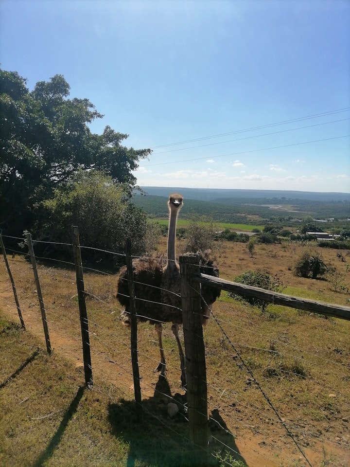 Eastern Cape Accommodation at The Hexagon Guesthouse & Wildlife Conservation | Viya
