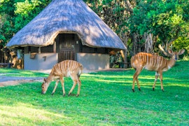 North Coast Accommodation at Bonamanzi Game Reserve - Lalapanzi | Viya