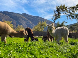 Cape Winelands Accommodation at Alpaca Inn | Viya