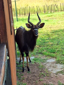 Limpopo Accommodation at Nyala Bush Cabin | Viya