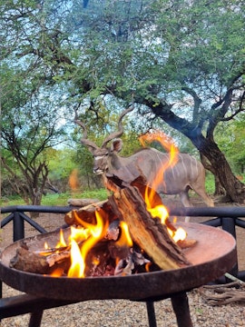 Kruger National Park South Accommodation at  | Viya