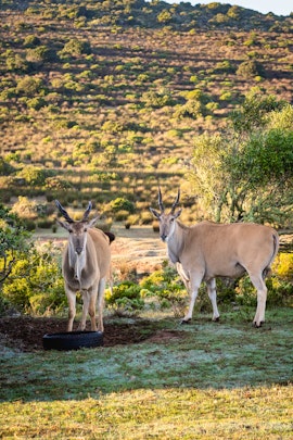 Western Cape Accommodation at Baardbos Private Game Reserve | Viya