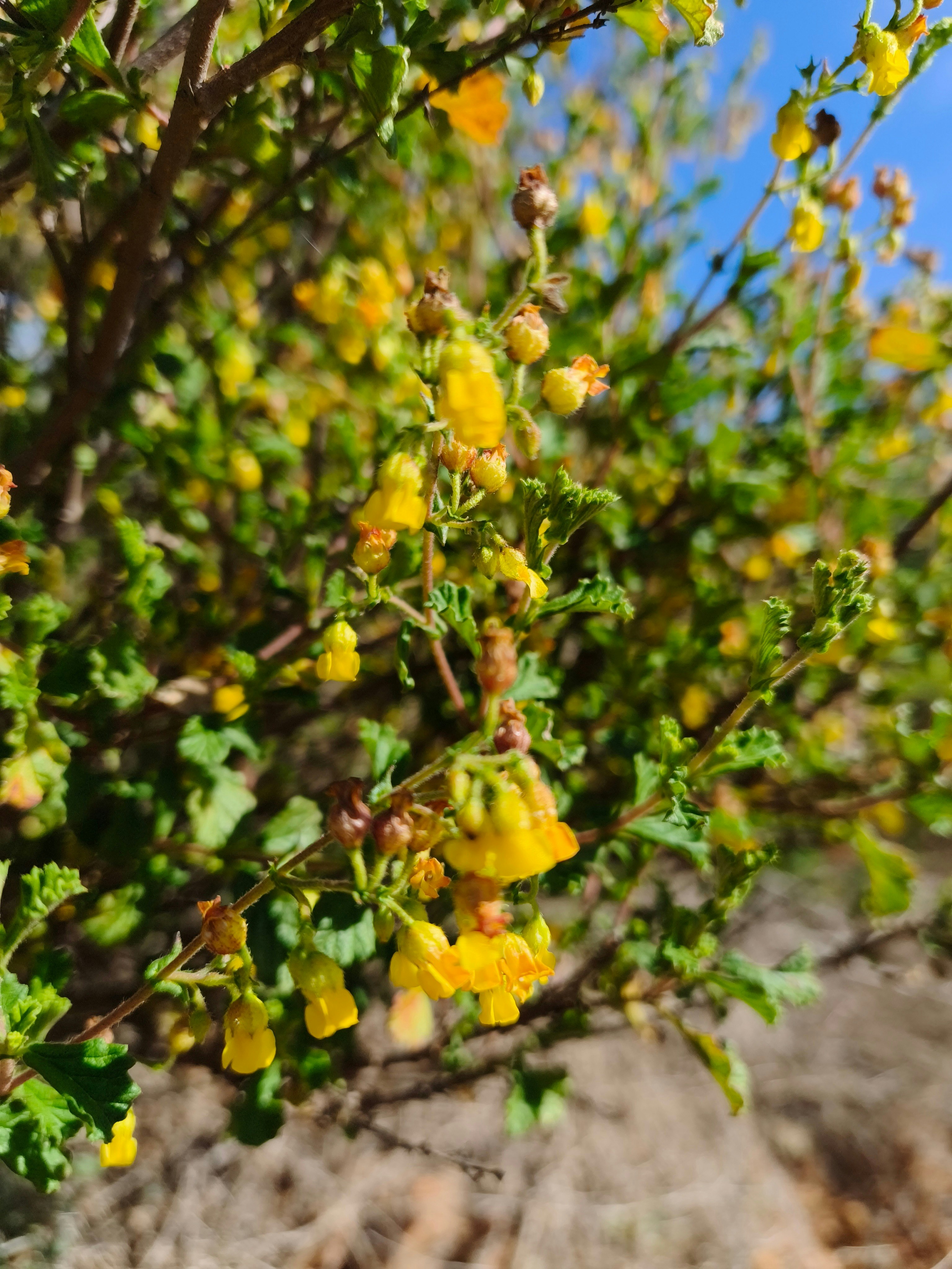 The Damhuisies image no 24 of 24