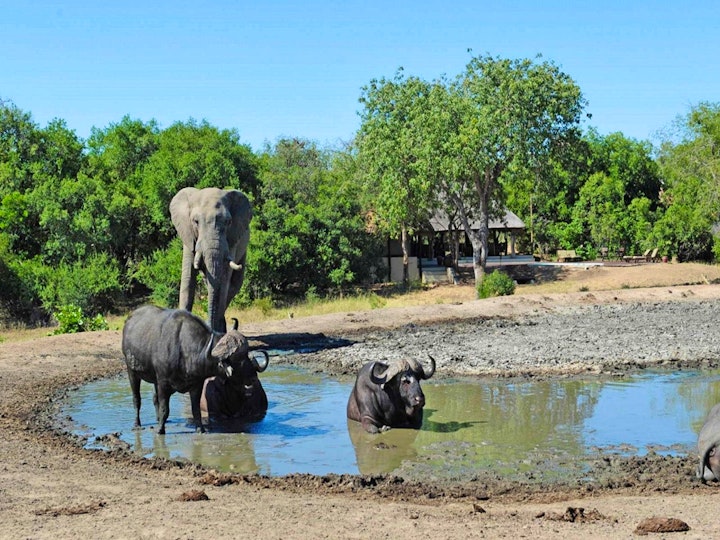 Limpopo Accommodation at Tangala Safari Camp | Viya