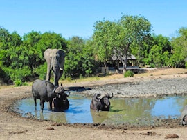 Limpopo Accommodation at Tangala Safari Camp | Viya