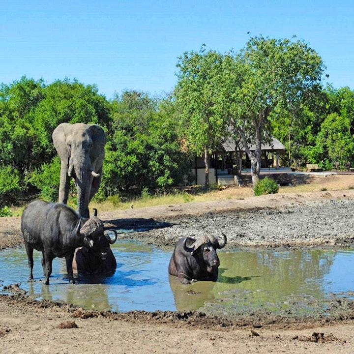 Mpumalanga Accommodation at Tangala Safari Camp | Viya
