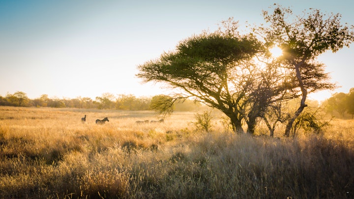 Dinokeng Game Reserve Accommodation at Safari House | Viya