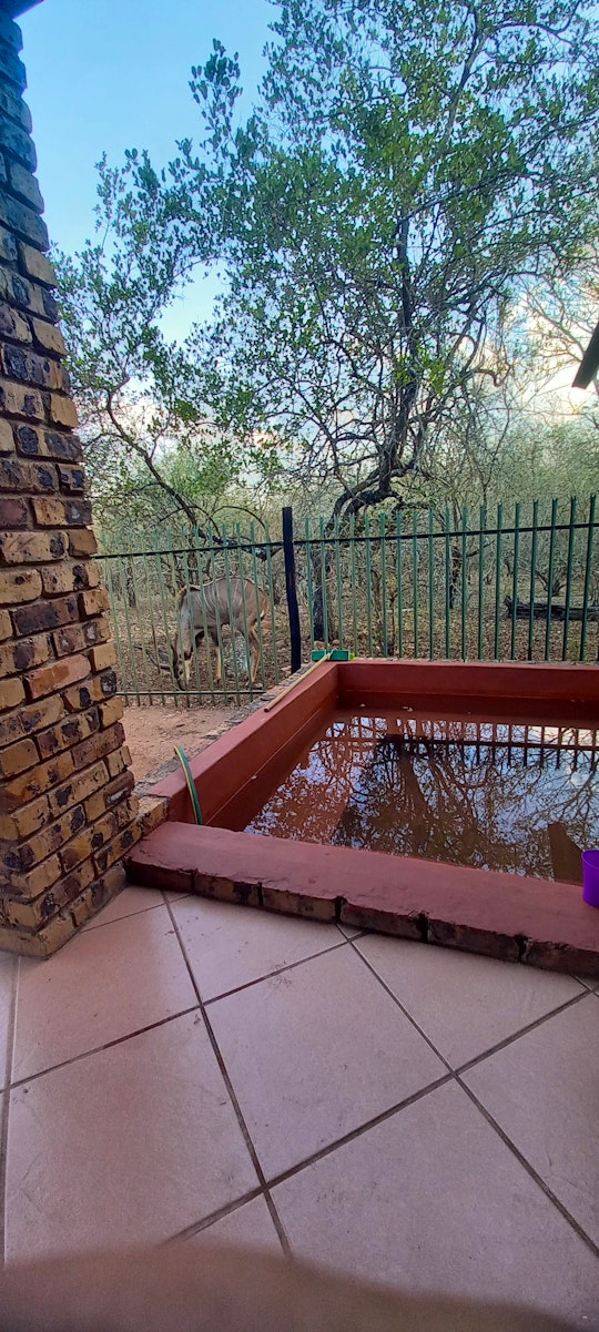 Kruger National Park South Accommodation at  | Viya