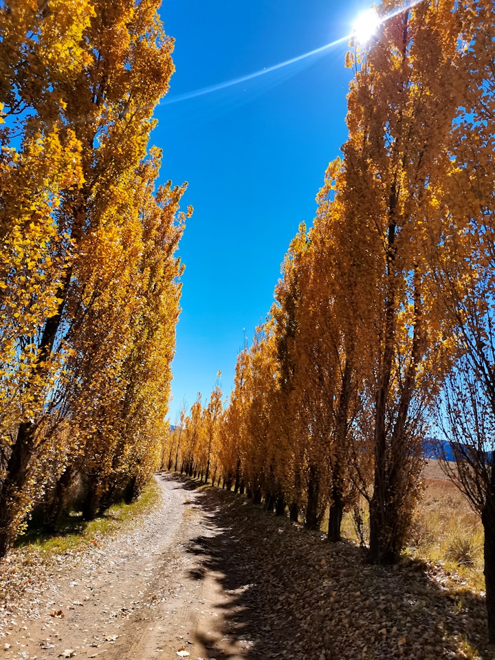 Free State Accommodation at Affi Lande Boetiek Guest Farm & wedding venue | Viya