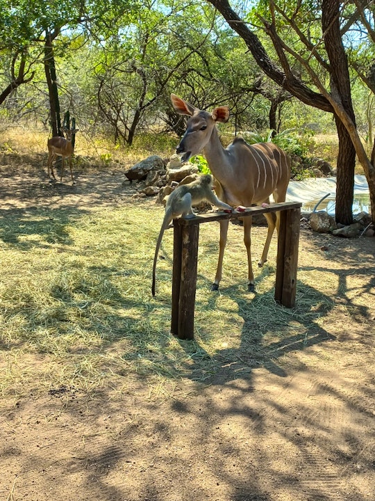 Kruger National Park South Accommodation at  | Viya