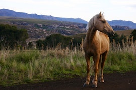 Eastern Cape Accommodation at Rhodes Cottages- Welgemoed Trout Lodge | Viya