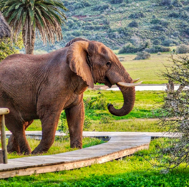 Eastern Cape Accommodation at Gorah Elephant Camp | Viya