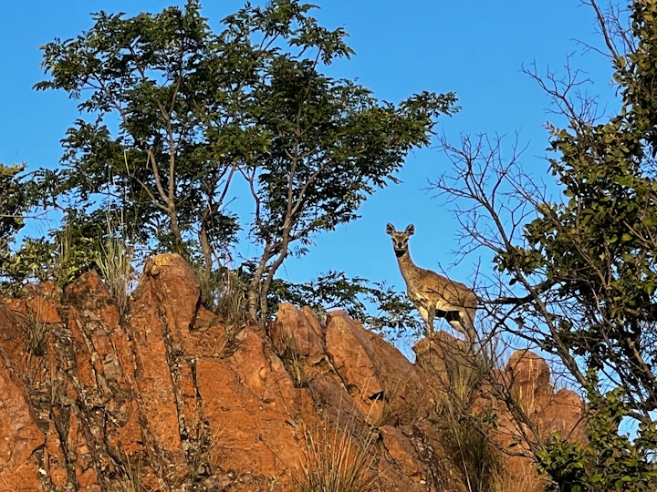 Limpopo Accommodation at Sunset House @ Rietfontein | Viya