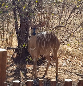 Kruger To Canyons Accommodation at  | Viya