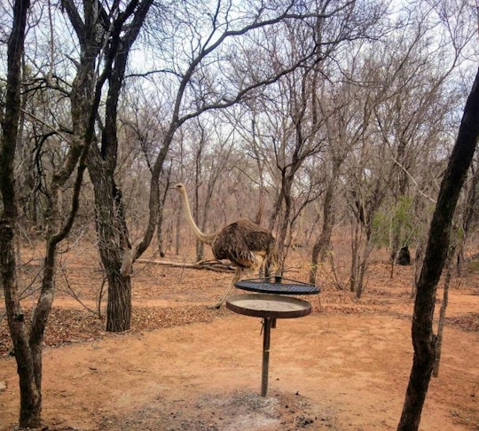 Waterberg Accommodation at  | Viya