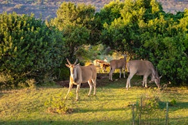 Western Cape Accommodation at Baardbos Private Game Reserve | Viya