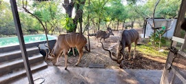 Kruger National Park South Accommodation at  | Viya