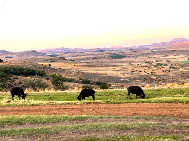 Free State Accommodation at Uitzicht Private Game Reserve and Lodge | Viya