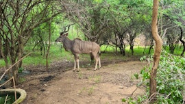 Kruger National Park South Accommodation at  | Viya