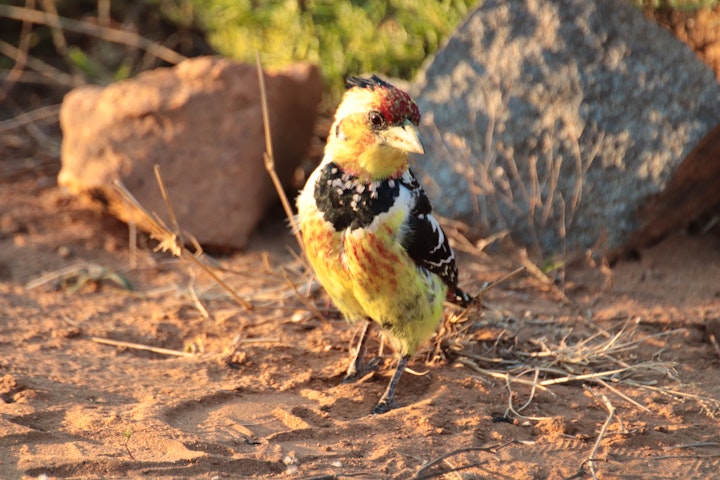 Kruger National Park South Accommodation at Doringpoort: Delagoadoring | Viya