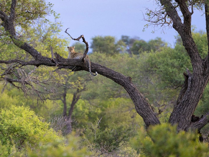 Mpumalanga Accommodation at Walkers Plains Camp | Viya