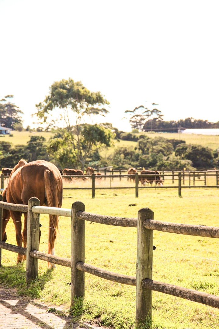 Eastern Cape Accommodation at Bird Haven Guest House | Viya