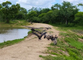 Kruger To Canyons Accommodation at Buffaloland Safaris - Nyati Pools Camp | Viya