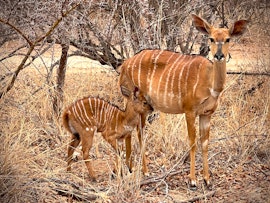 Kruger To Canyons Accommodation at Thornhill Eco Lodge | Viya