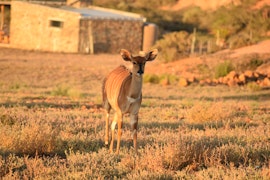 Overberg Accommodation at  | Viya