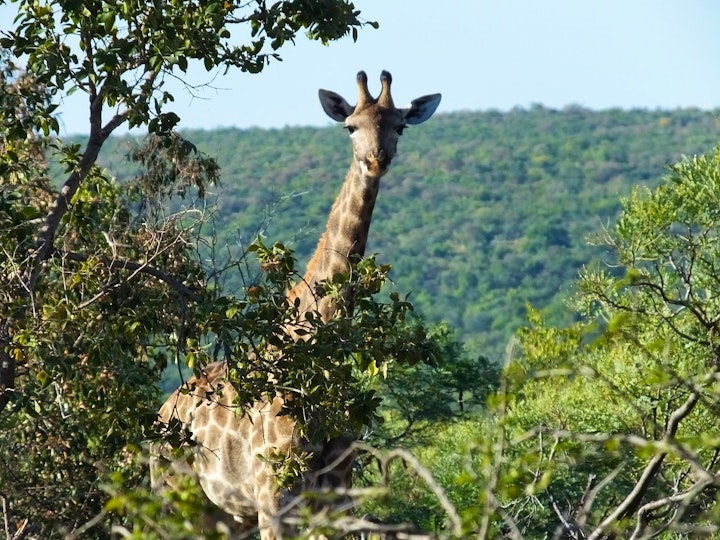 Limpopo Accommodation at Mountain View Bush Lodge | Viya