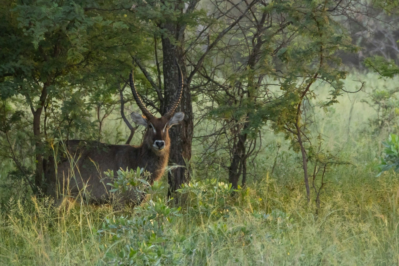 Kranskop Lodge image no 15 of 21