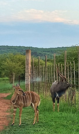 Waterberg Accommodation at  | Viya