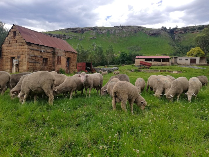 Eastern Cape Accommodation at Sheeprun Farmstay | Viya
