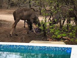 Kruger National Park South Accommodation at  | Viya