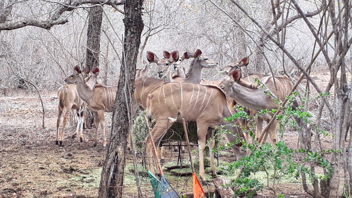 Kruger National Park South Accommodation at Hippoholiday | Viya