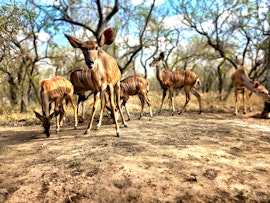 Kruger National Park South Accommodation at Amare Cabin | Viya