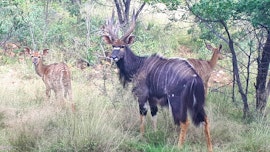 Mooinooi Accommodation at Duikerskloof Exclusive Tented Camp | Viya